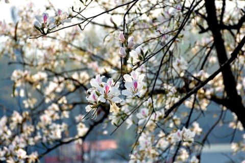 Điện Biên - Mùa hoa ban trắng 