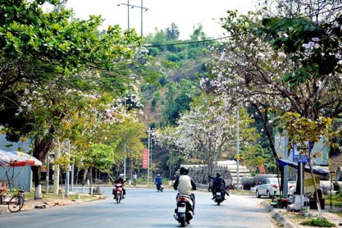 Điện Biên - Mùa hoa ban trắng 