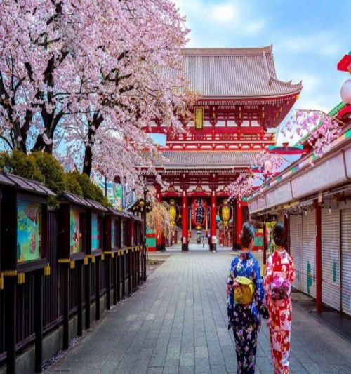 Du lịch Nhật Bản - Mùa hoa mơ nở sớm 2023