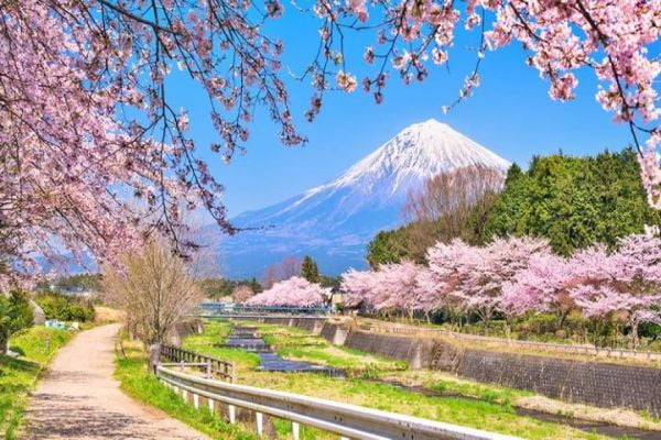 Hành trình Nhật Bản ngắm hoa anh đào nở muộn 2023